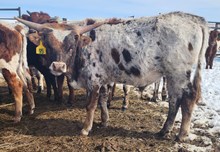 HCR Cimarron