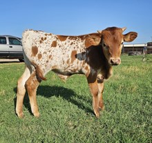Humdinger Bull Calf