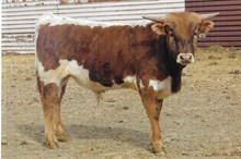 Mayer 410